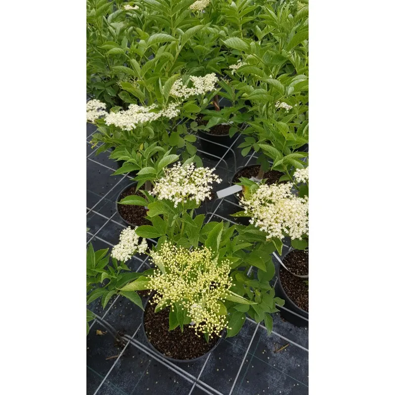 Sambucus nigra / Sureau noir / Conteneur de 3 à 4 litres / Fruitier