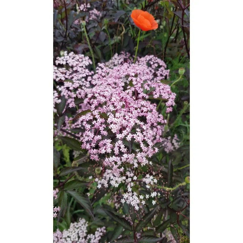 Sambucus nigra BLACK LACE ® 'Eva' / Sureau pourpre / Conteneur de 7 à 10 litres
