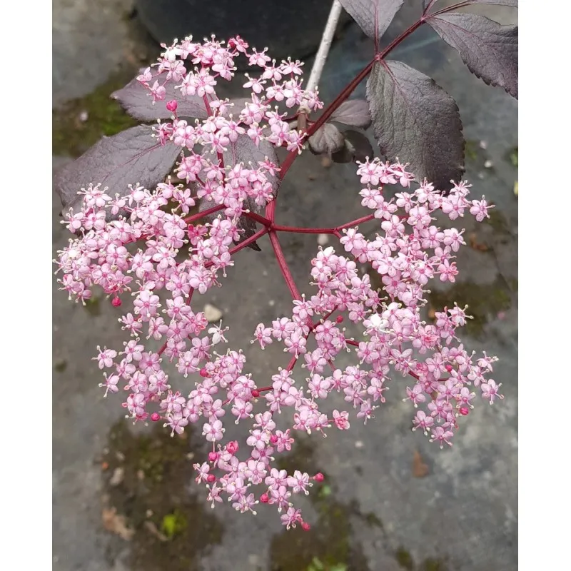 Sambucus nigra BLACK BEAUTY ® 'Gerda' / Sureau pourpre / Conteneur de 3 à 4 litres
