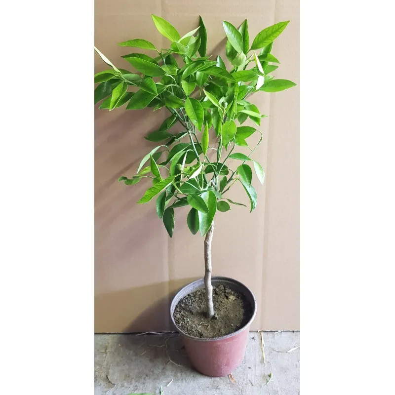 Citrus x clementina 'Rubino' greffé sur Volkameriana / Clementinier sanguin / Conteneur de 1 à 1.9 litres / Tigette