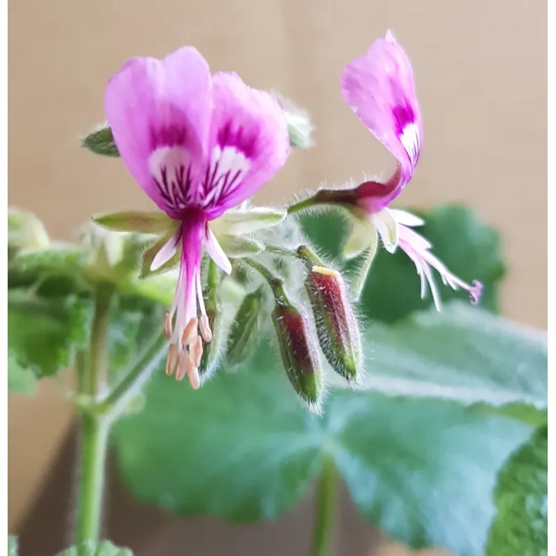 Pelargonium papilionaceum / Géranium au parfum de citron / Godet