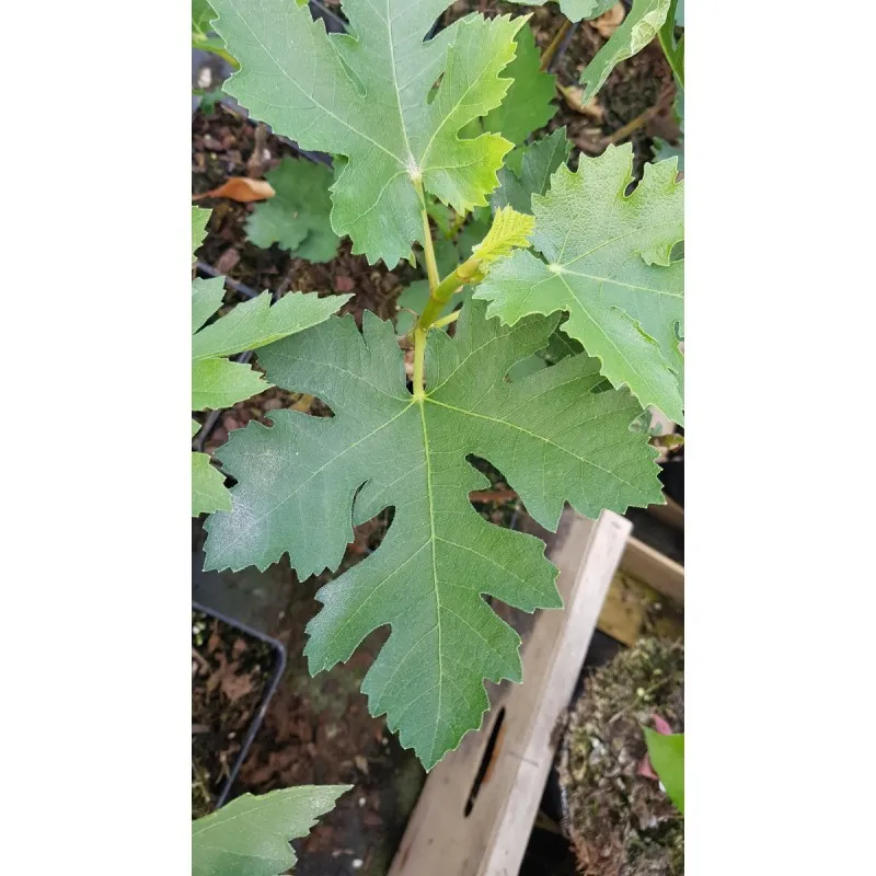 Ficus johannis subsp. afghanistanica / Figuier afghan / Conteneur de 2 à 2.9 litres