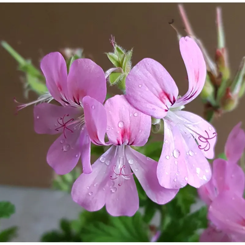 Pelargonium unique 'Sweet Mimosa' / Géranium au parfum de Carotte et de Mimosa / Godet