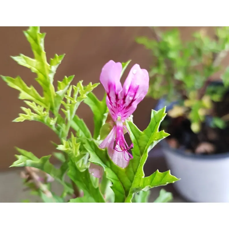 Pelargonium pseudoglutinosum / Géranium au parfum balsamique / Godet