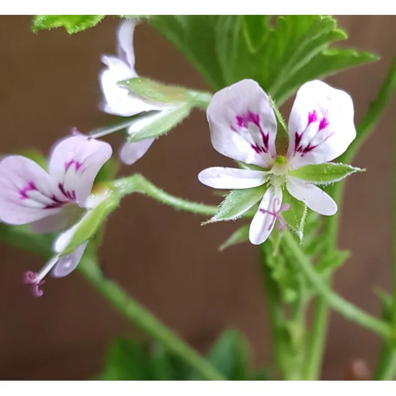 Pelargonium scabrum / Géranium au parfum de citron / Godet