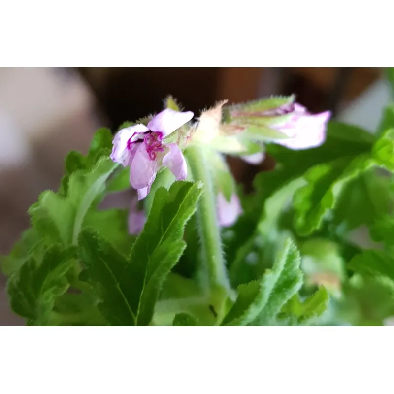 Pelargonium x 'Crispy' / Géranium au parfum de citron / Godet