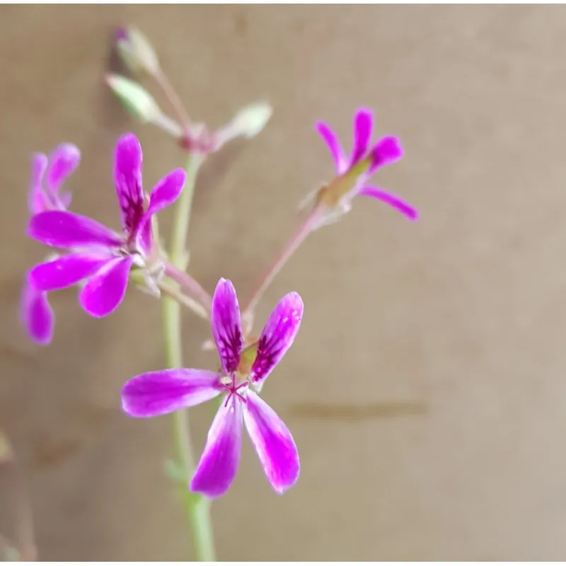 Pelargonium 'Deerwood Lavender' / Géranium au parfum de Lavande / Godet