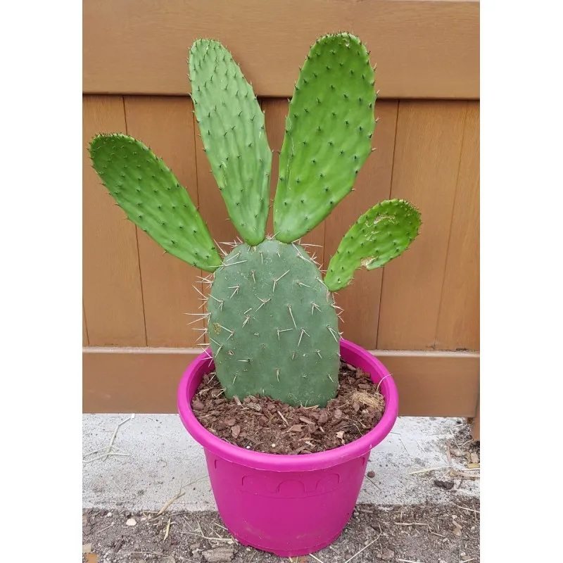 Opuntia lasiacantha 'Blanca Cristalina' / Nopal de Cerro / Conteneur de 5 à 6 litres / Cactus