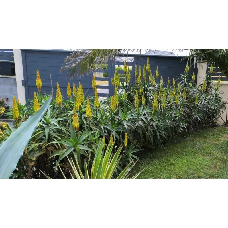 Aloe striatula / Aloiampelos Striatula / Conteneur de 2 à 2.9 litres