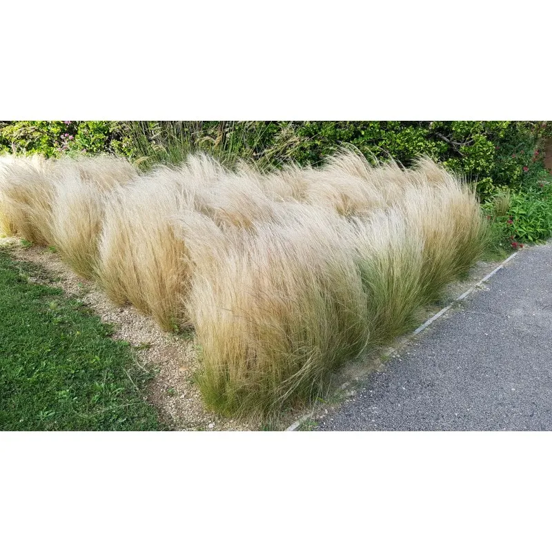 Stipa tenuissima 'Pony Tails' / Cheveux d'ange / Conteneur de 1 à 1.9 litres