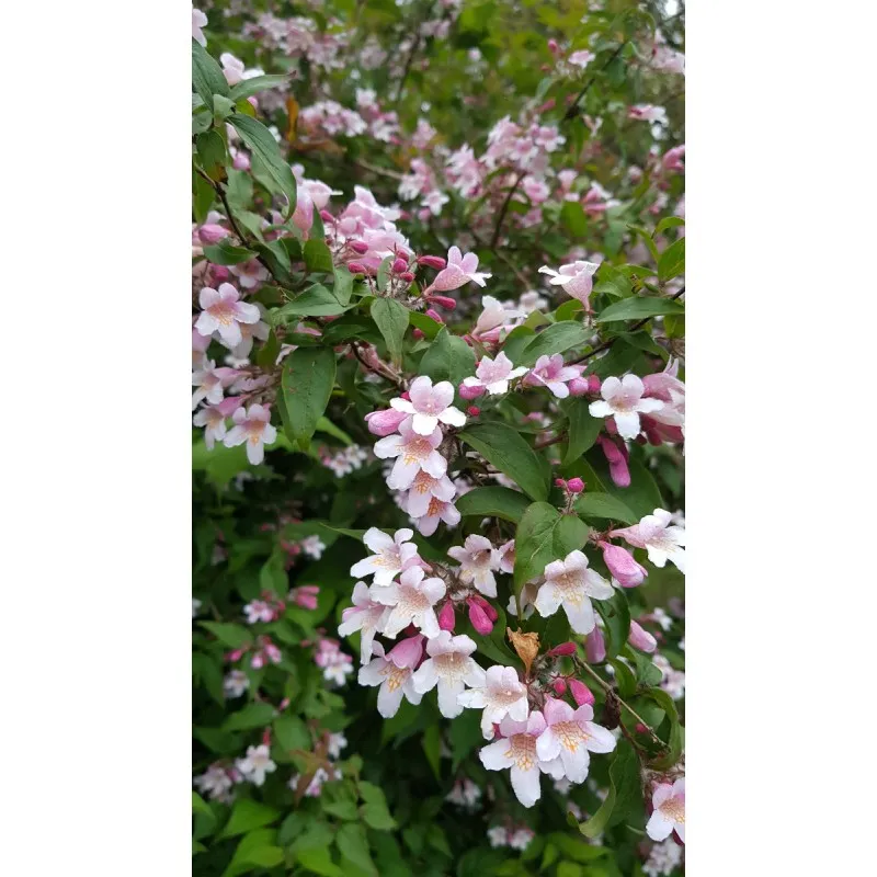 Kolwitzia amabilis 'Pink Cloud' / Buisson de Beauté rose / Conteneur de 7 à 10 litres