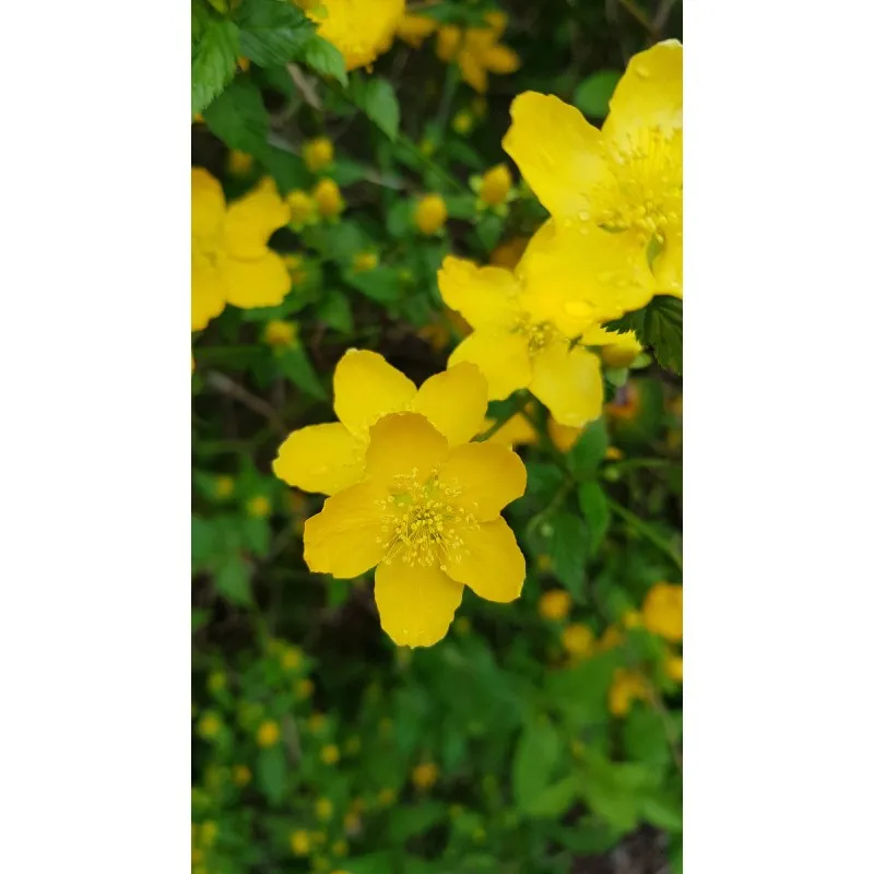 Kerria japonica 'Golden Guinea' / Corête du Japon à fleurs simples / Conteneur de 3 à 4 litres