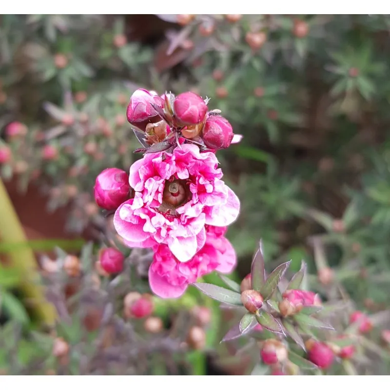Leptospermum scoparium 'Rouge' / L’Arbre à thé / Conteneur de 3 à 4 litres
