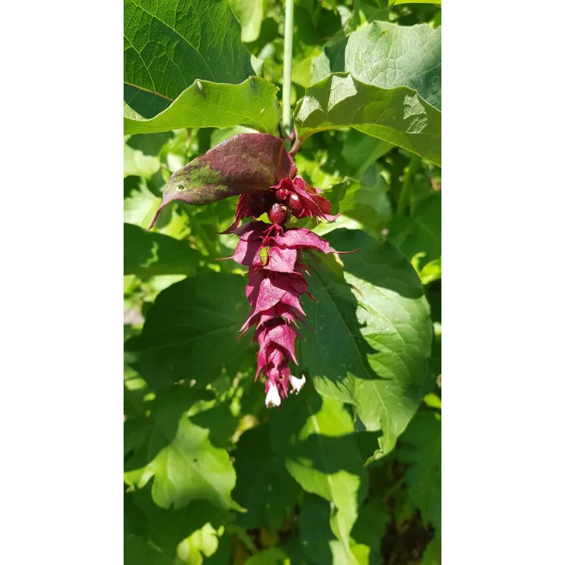 Leycesteria formosa / Arbre aux Faisans / Conteneur de 7 à 10 litres