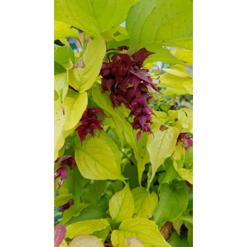 Leycesteria formosa GOLDEN LANTERNS® 'Notbruce' / Arbre aux faisans doré / Conteneur de 3 à 4 litres