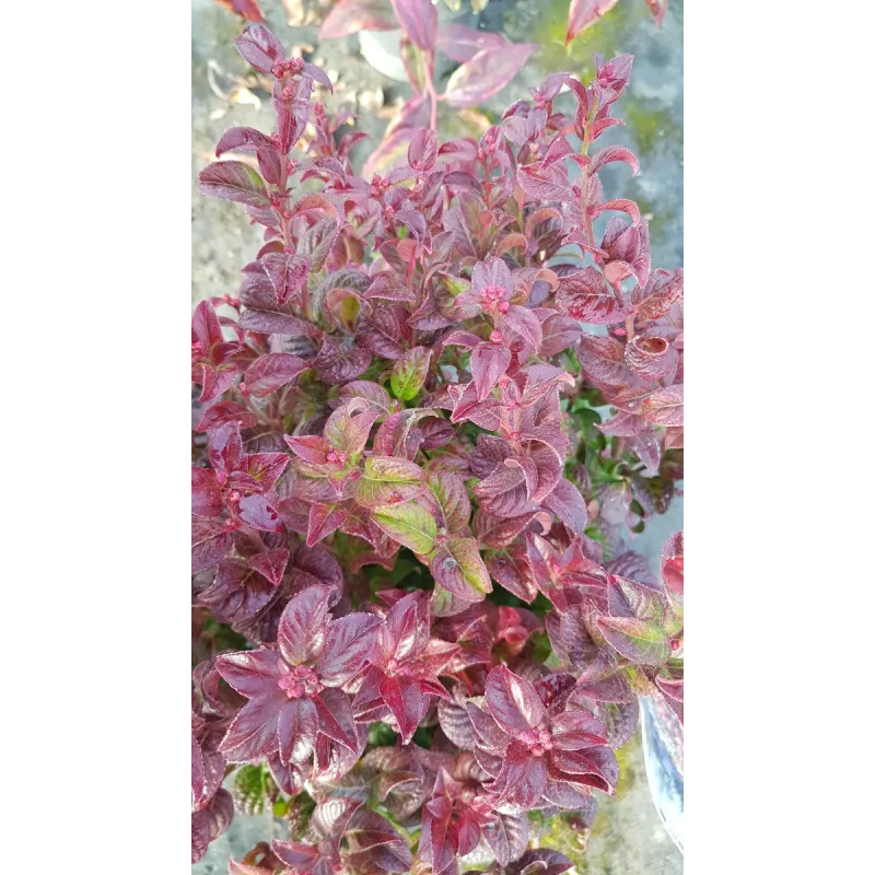 Leucothoe axillaris 'Twisting Red' / Leucothoe axillaire / Conteneur de 3 à 4 litres