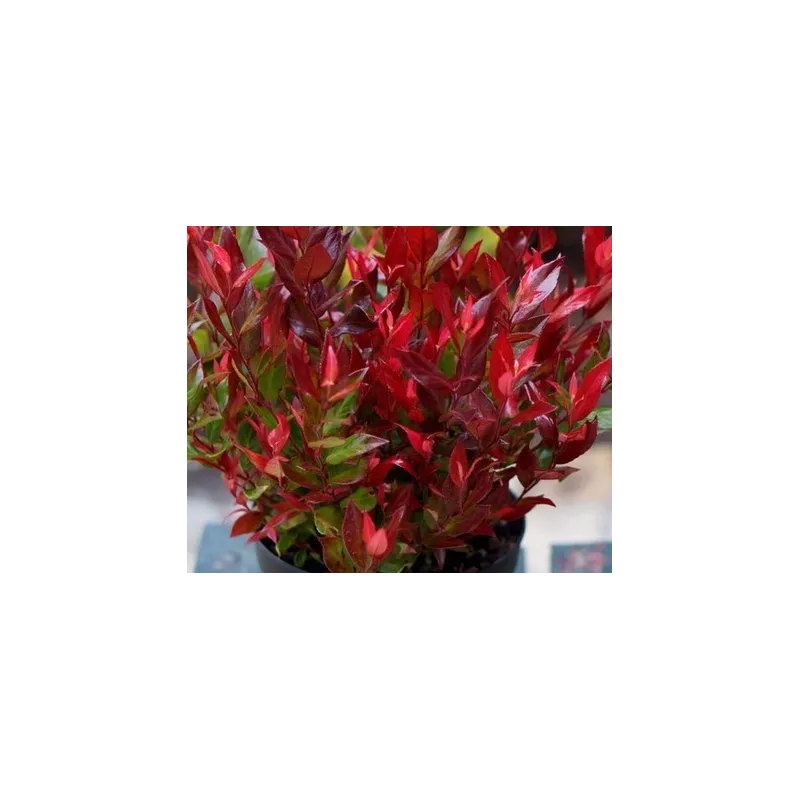 Leucothoe fontanesiana 'Little Flames' / Leucothoë de Desfontaines / Conteneur de 3 à 4 litres