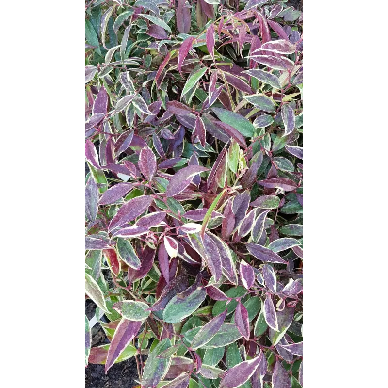 Leucothoe fontanesiana WHITEWATER® 'Howw' / Conteneur de 7 à 10 litres