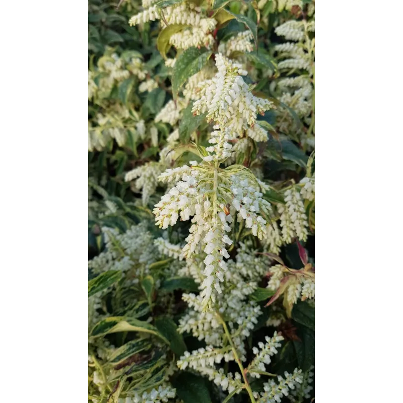 Leucothoe fontanesiana 'Rainbow' / Leucothoë de Desfontaines panaché / Conteneur de 3 à 4 litres