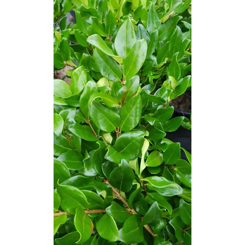 Ligustrum japonicum 'Texanum' / Troène du Japon / Conteneur de 7 à 10 litres