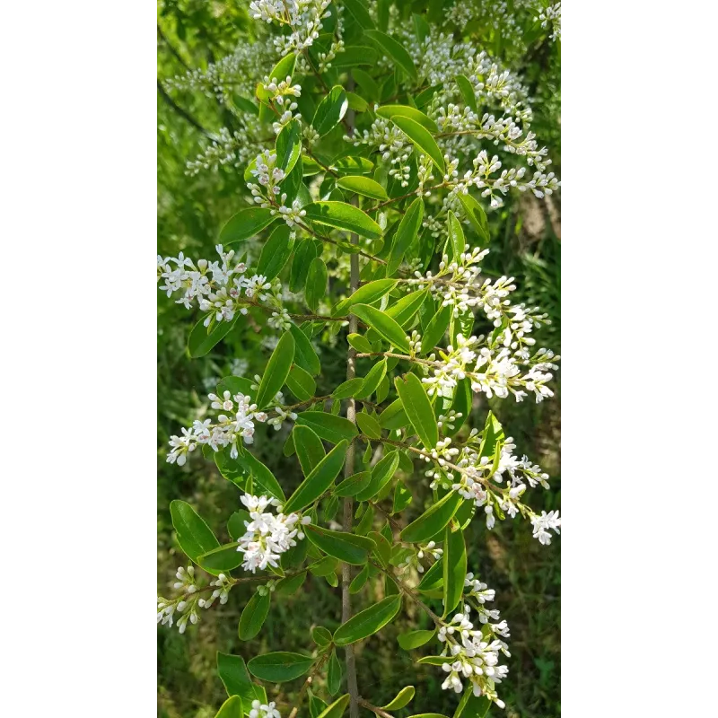 Ligustrum vulgare 'Atrovirens' / Troène commun / Conteneur de 3 à 4 litres
