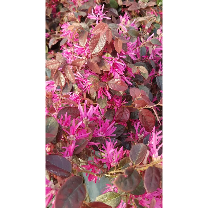 Loropetalum chinensis 'Fire dance' / Conteneur de 7 à 10 litres