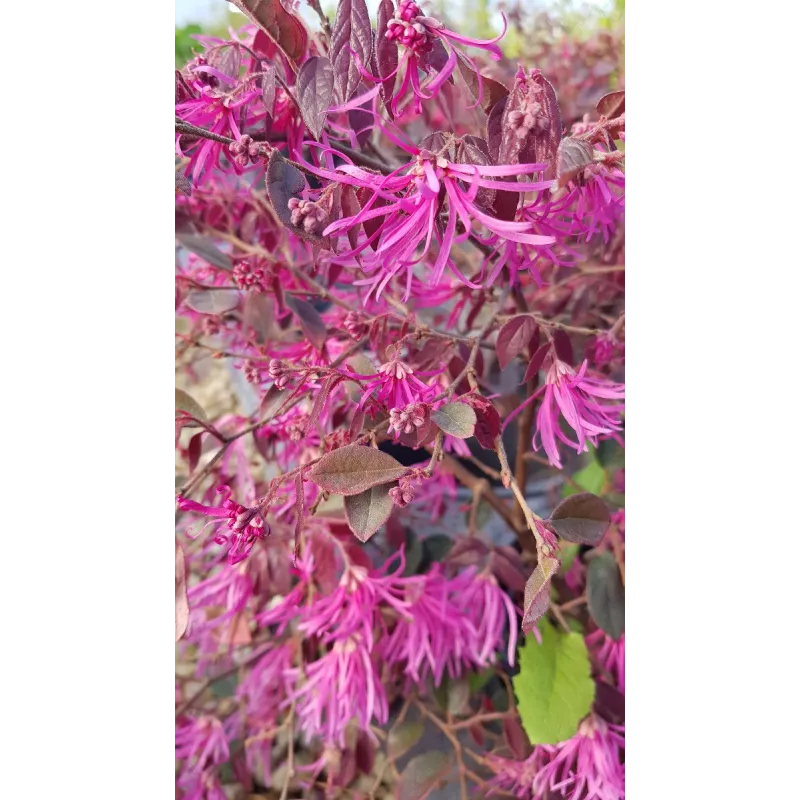 Loropetalum chinensis 'Pipa's Red' / Conteneur de 3 à 4 litres
