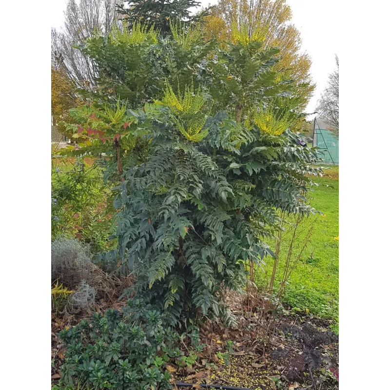 Mahonia x media 'Charity' / Conteneur de 3 à 4 litres