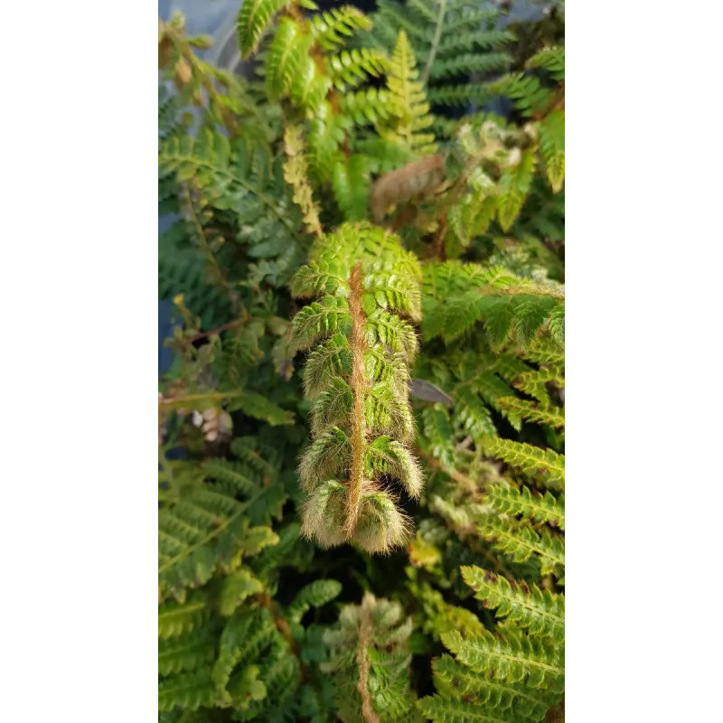Polystichum polyblepharum / Aspidie du Japon / Conteneur de 3 à 4 litres