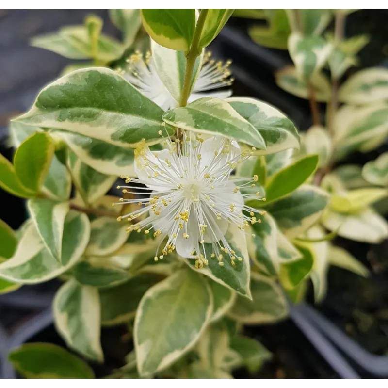 Myrtus communis 'Variegata' / Myrte compact panaché blanc / Godet / Aromatique