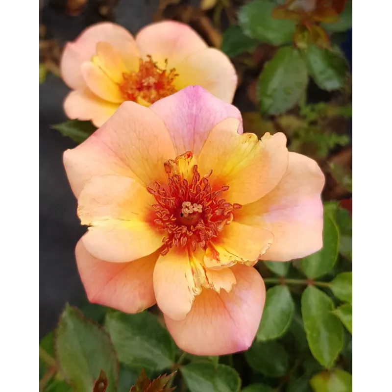 DECOROSIER BAÏA® / Rosier paysager rose orangé BAÏA® / Conteneur de 2 à 2.9 litres