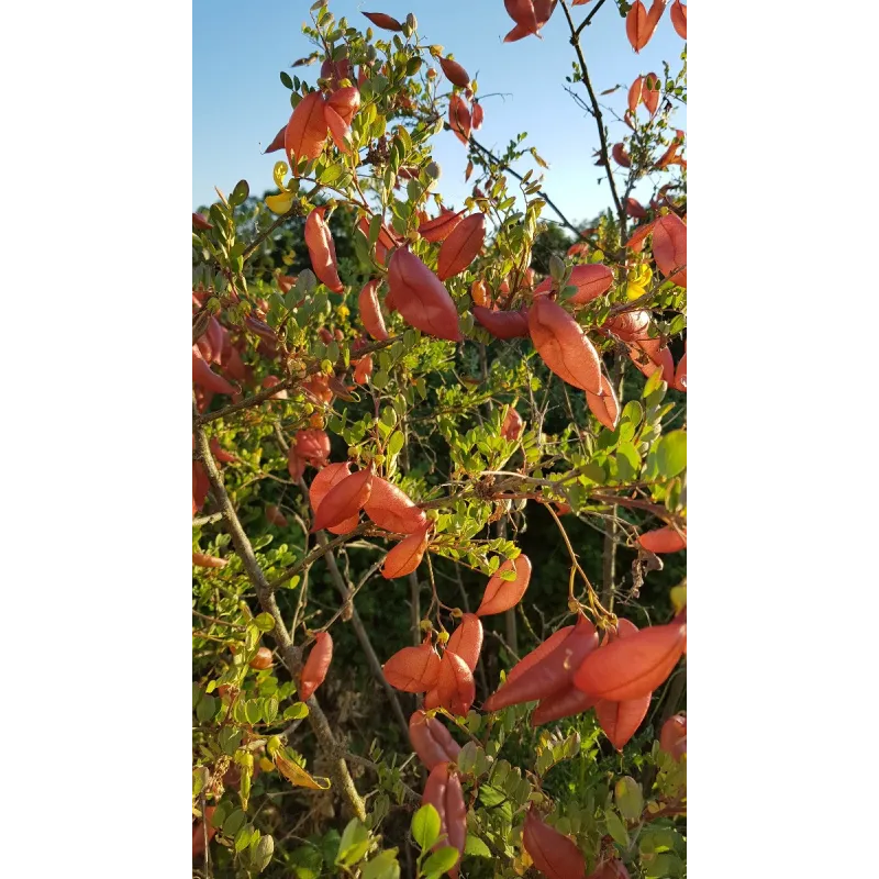 Caragana arborescens / Acacia jaune / Godet / Arbuste fruitier