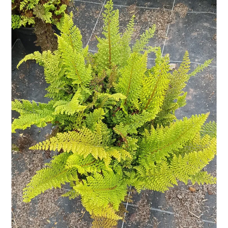 Polystichum setiferum 'Plumosum Densum' / Aspidie à cils raides / Conteneur de 3 à 4 litres