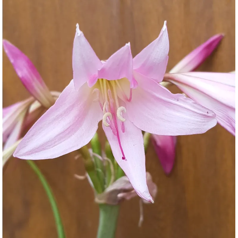Crinum x powellii 'Rosea' / Crinole de Powell / Conteneur de 2 à 2.9 litres / Vivace bulbeuse