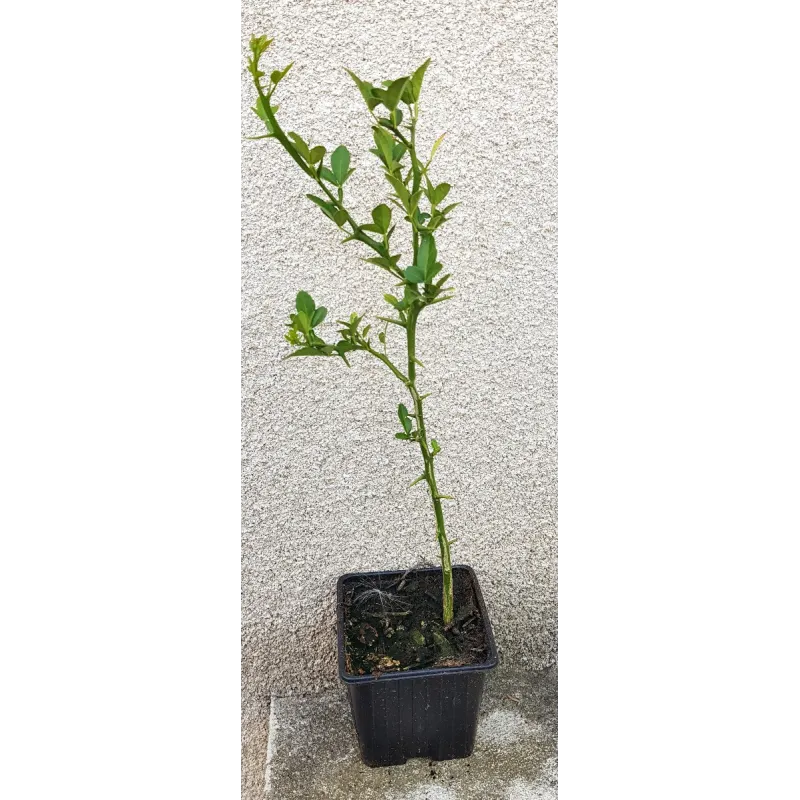 Poncirus trifoliata 'Kryder' (De semis) / Poncirus Kryder / Godet / Agrume