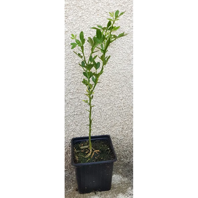 Poncirus trifoliata (L.) Raf. / Poncirus RICH 22-2 (100 grammes) / Graine / Sachet de 100 grammes
