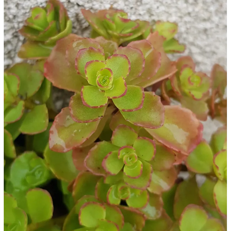 Sedum spurium / Orpin bâtard / Godet / Succulente