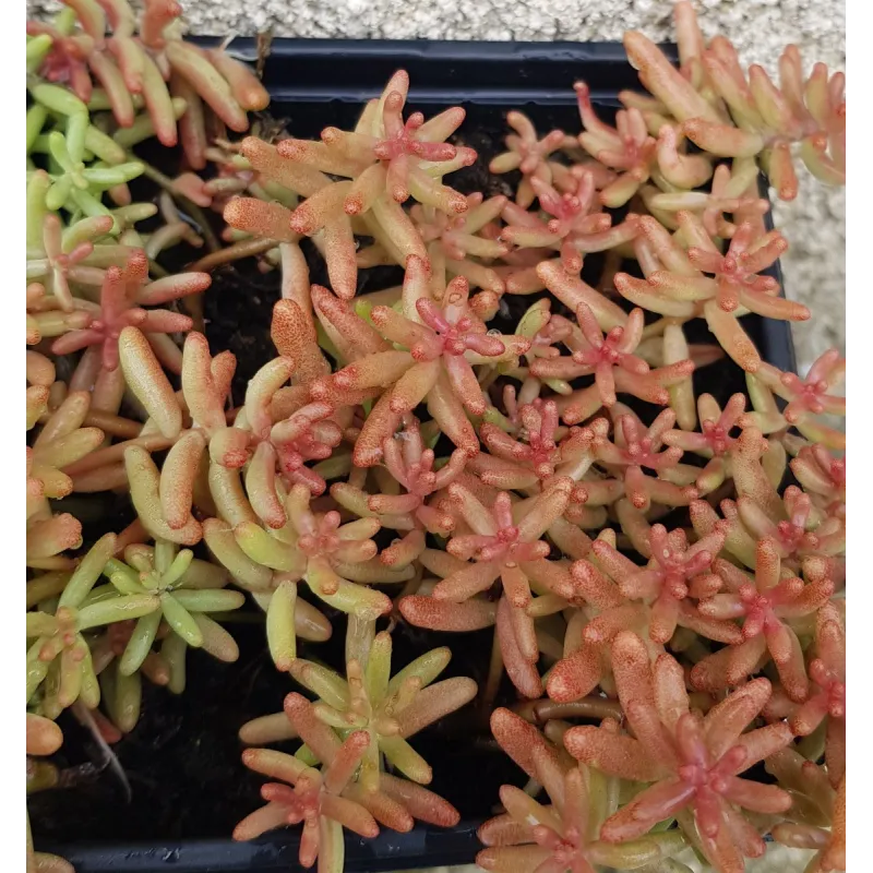 Sedum album / Orpin blanc / Godet / Succulente