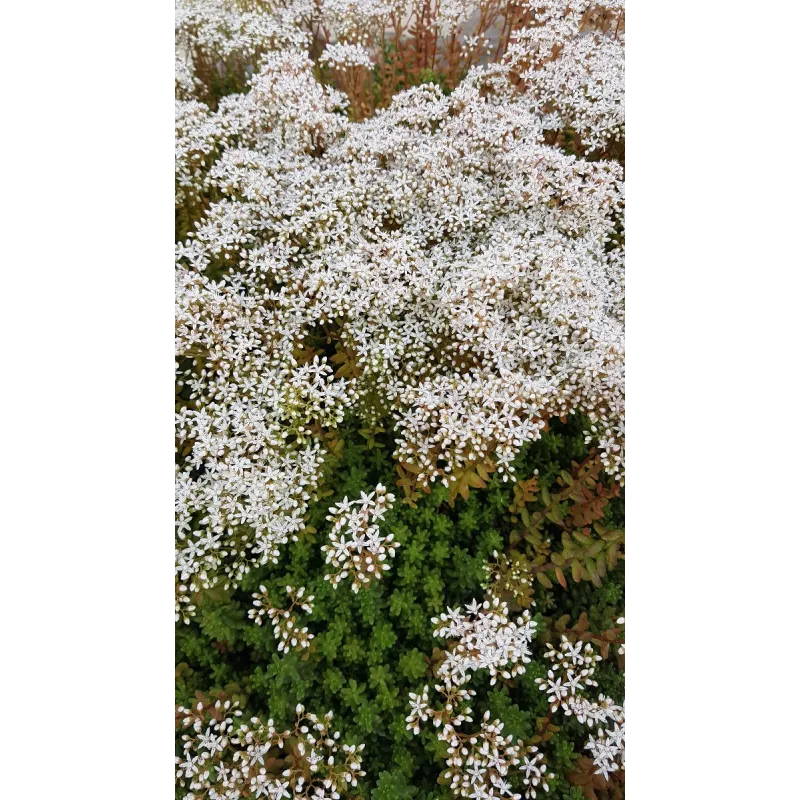 Sedum album 'Coral Carpet' / Orpin blanc / Conteneur de 2 à 2.9 litres / Succulente