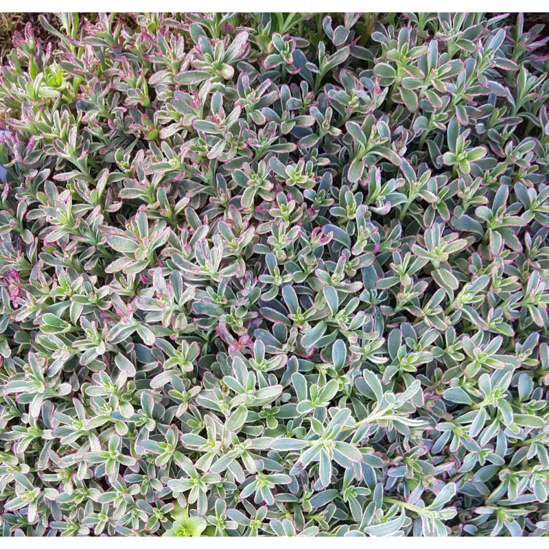 Sedum spurium 'Tricolor' / Orpin bâtard panaché / Conteneur de 2 à 2.9 litres / Succulente