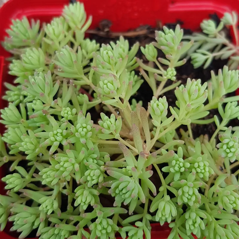 Sedum hispanicum 'Minus' / Orpin d'Espagne / Godet / Succulente