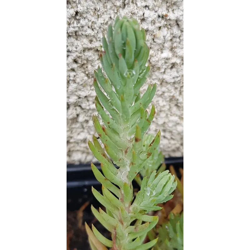 Sedum reflexum (rupestre) 'Blue Spruce' / Orpin des rochers / Godet / Succulente