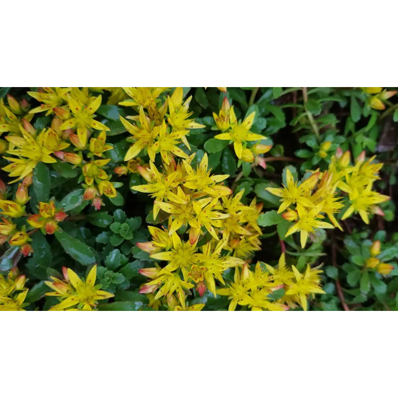 Sedum floriferum 'Weihenstephaner Gold' / Orpin jaune / Godet / Succulente