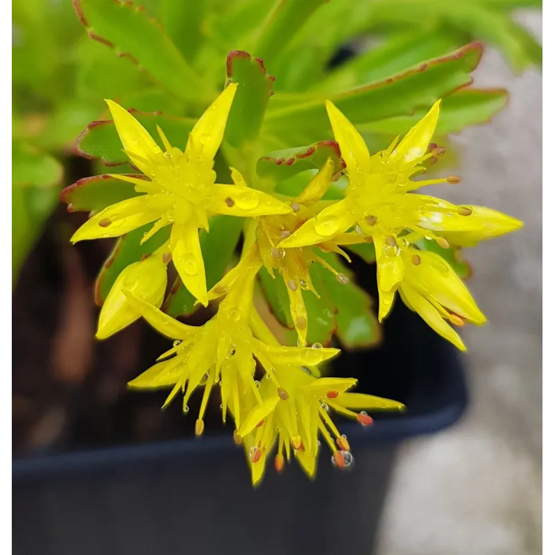 Sedum kamtschaticum var. floriferum 'Bracieux' / Orpin jaune / Godet / Succulente