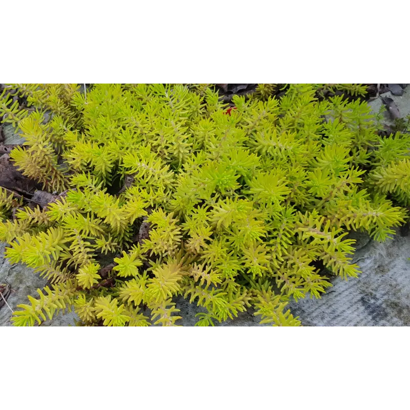 Sedum reflexum (rupestre) 'Angelina' / Orpin des rochers jaune / Conteneur de 3 à 4 litres / Succulente