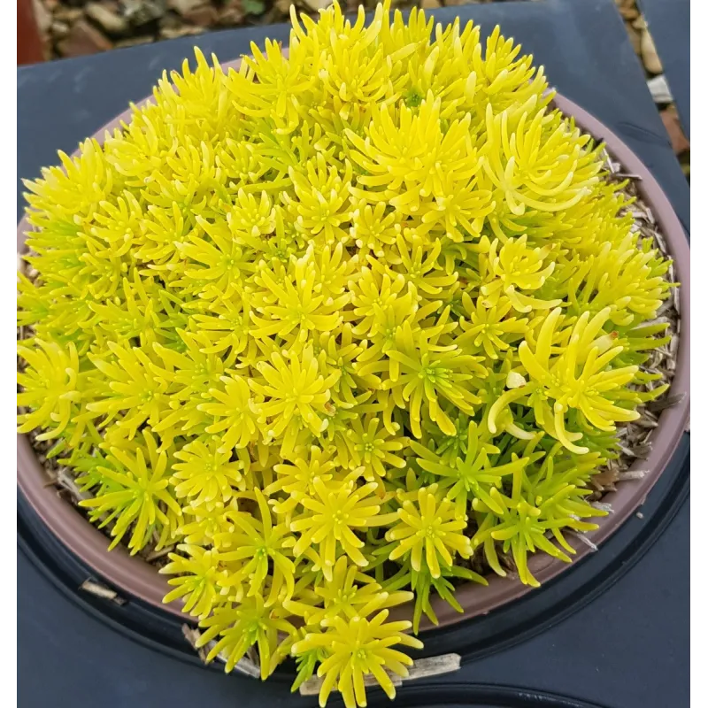 Sedum reflexum (rupestre) 'Yellow Bouquet' / Orpin des rochers jaune / Conteneur de 2 à 2.9 litres / Succulente