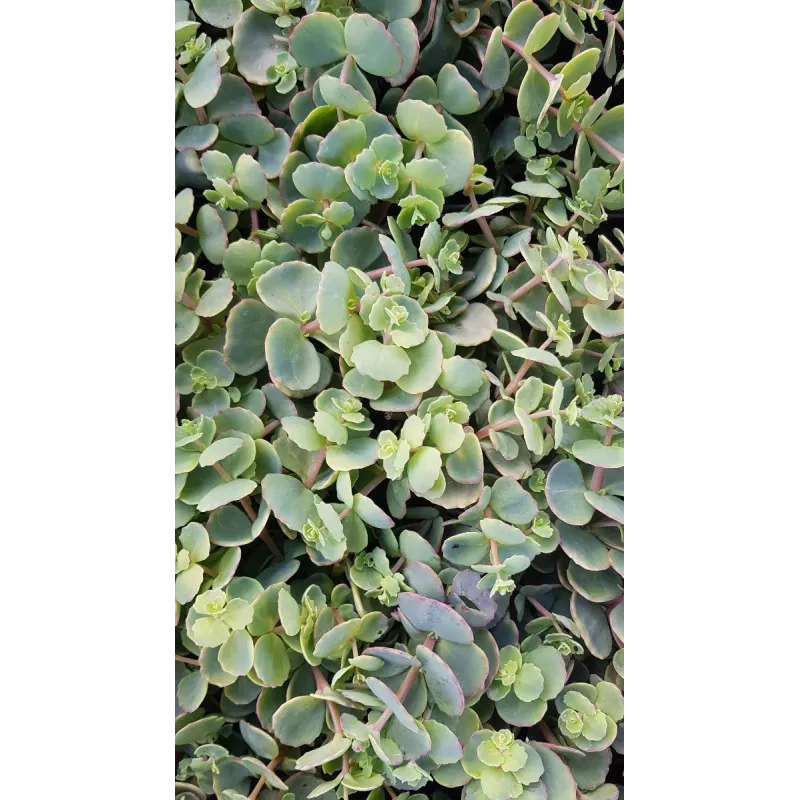 Sedum sieboldii / Orpin de Siebold / Conteneur de 2 à 2.9 litres / Succulente