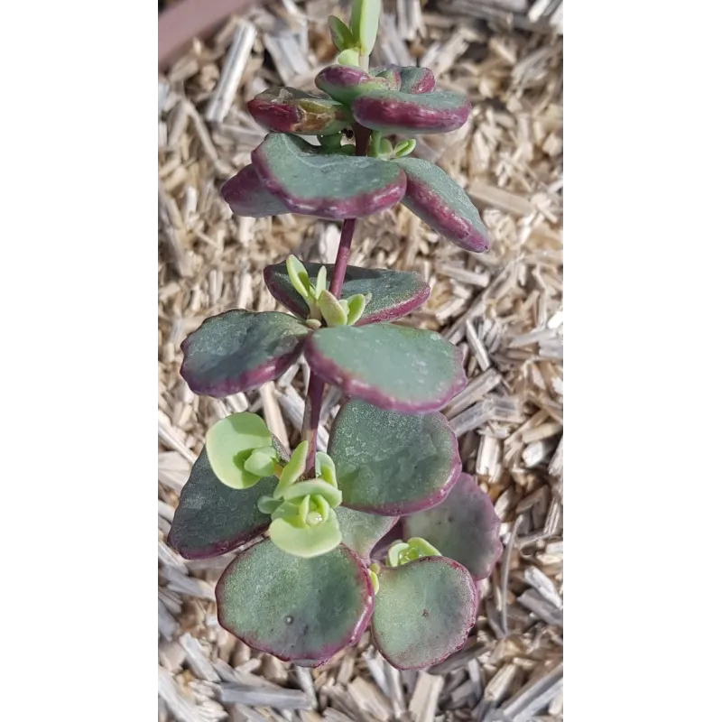 Sedum sieboldii 'Combo Pink' / Orpin de Siebold / Conteneur de 2 à 2.9 litres / Succulente