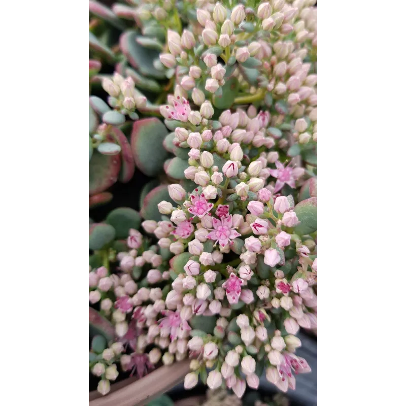 Sedum sieboldii 'Bright Pink ' / Orpin de Siebold / Conteneur de 2 à 2.9 litres / Succulente