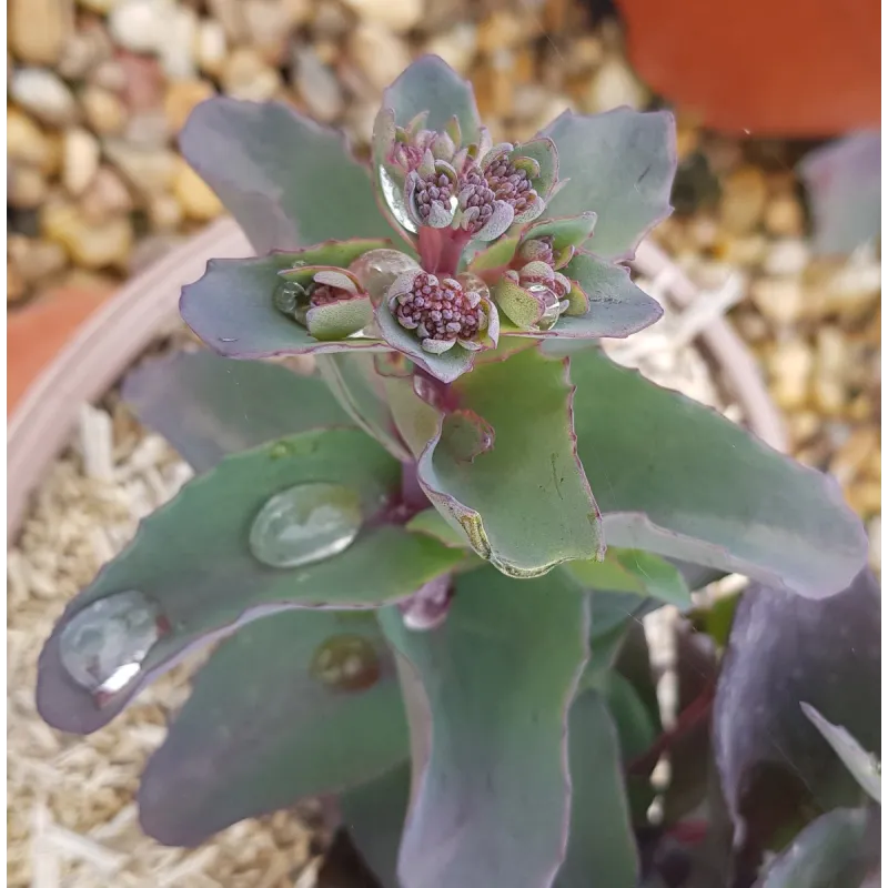 Sedum telephium 'Seduction Hot Rose Dark Stems' / Orpin d'automne / Conteneur de 2 à 2.9 litres / Succulente